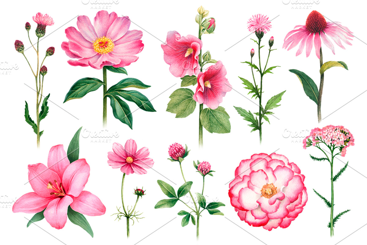 Watercolor pink flowers, a Pattern Graphic by Sundra (Photo 3 of 6)