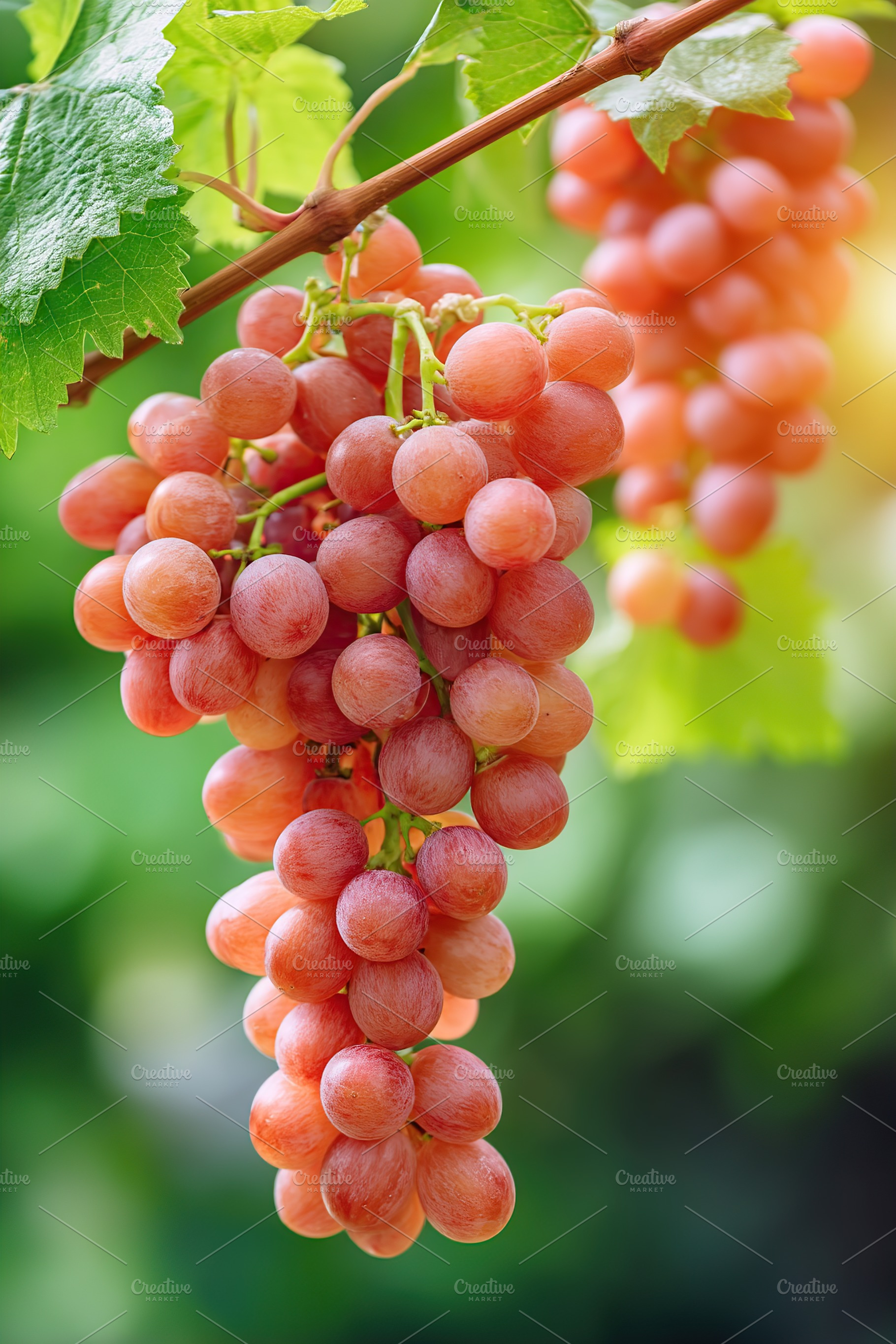 Bunch of ripe grapes hanging on a vine in a lush green garden under sunlight, a Food & Drink Photo by AlyaAnd