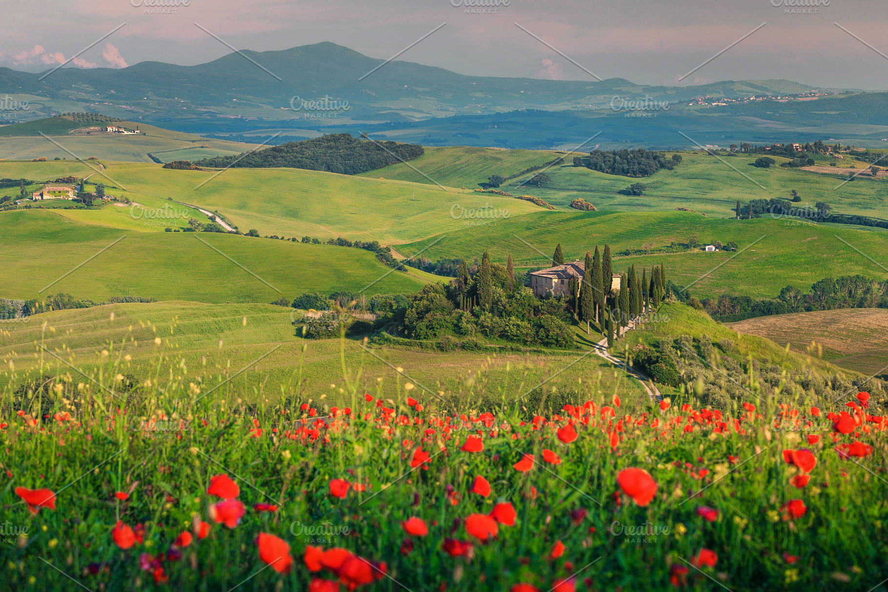 Red poppies blossom in Tuscany, a Nature Photo by Alpine Dreams
