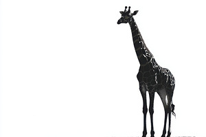 Giraffe Silhouette Elegant African A, an Animal Photo by Pixeness Studio