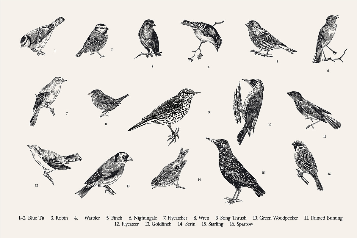 Garden Birds. Black & white, an Animal Illustration by olga.korneeva (Photo 3 of 7)