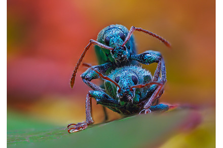 Silver green leaf weevil, phyllobius