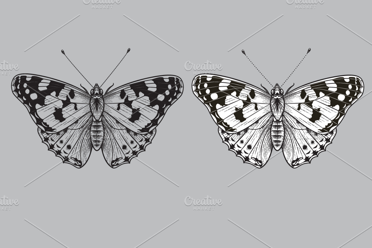 Monochrome Painted Lady Butterfly, a Decorative Illustration by Valentyna Smordova (Photo 2 of 2)
