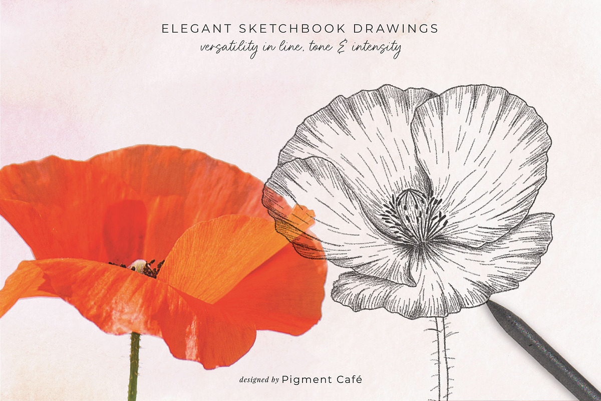 Sketch Pencil Poppy Flowers, an Illustration by Pigment Café (Photo 4 of 8)
