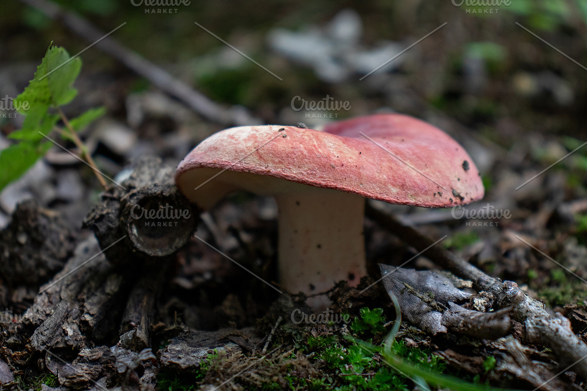 Mushrooms In The Forest Photography, a Nature Photo by Full Circle Design Studio (Photo 16 of 38)