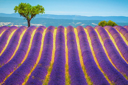 Single tree and lavender rows, a Nature Photo by Alpine Dreams