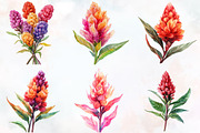 Celosia Flower Watercolor Cliparts, an Illustration by RobertsArt (Thumbnail 2 of 7)