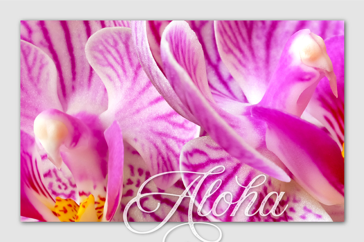 Realistic Orchid Flowers - Isolated, an Object Graphic by Turning Moss (Photo 5 of 6)
