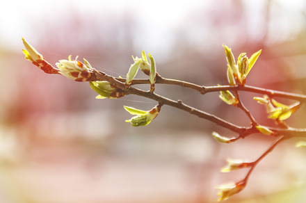 Young leaves, buds and shoots on a tree branch in spring in the, a Nature Photo by TanaCh