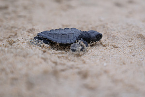 Release of baby turtles Olive Ridley, an Animal Photo by Riza Azhari
