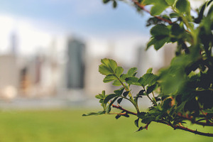 NYC Plants