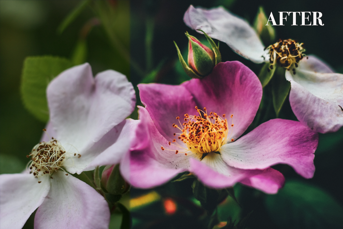 Deep Garden Lightroom Preset