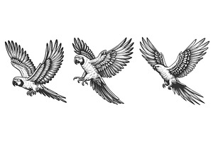 Parrot engraving set vector, an Animal Illustration by AlexArt