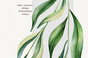 Eucalyptus Willow Watercolor Clipart