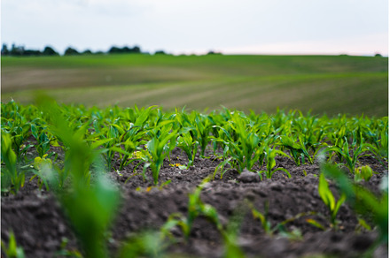 Fresh young corn leaves emerging