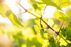 Vine 2 containing vine, woodbine, and woodbind