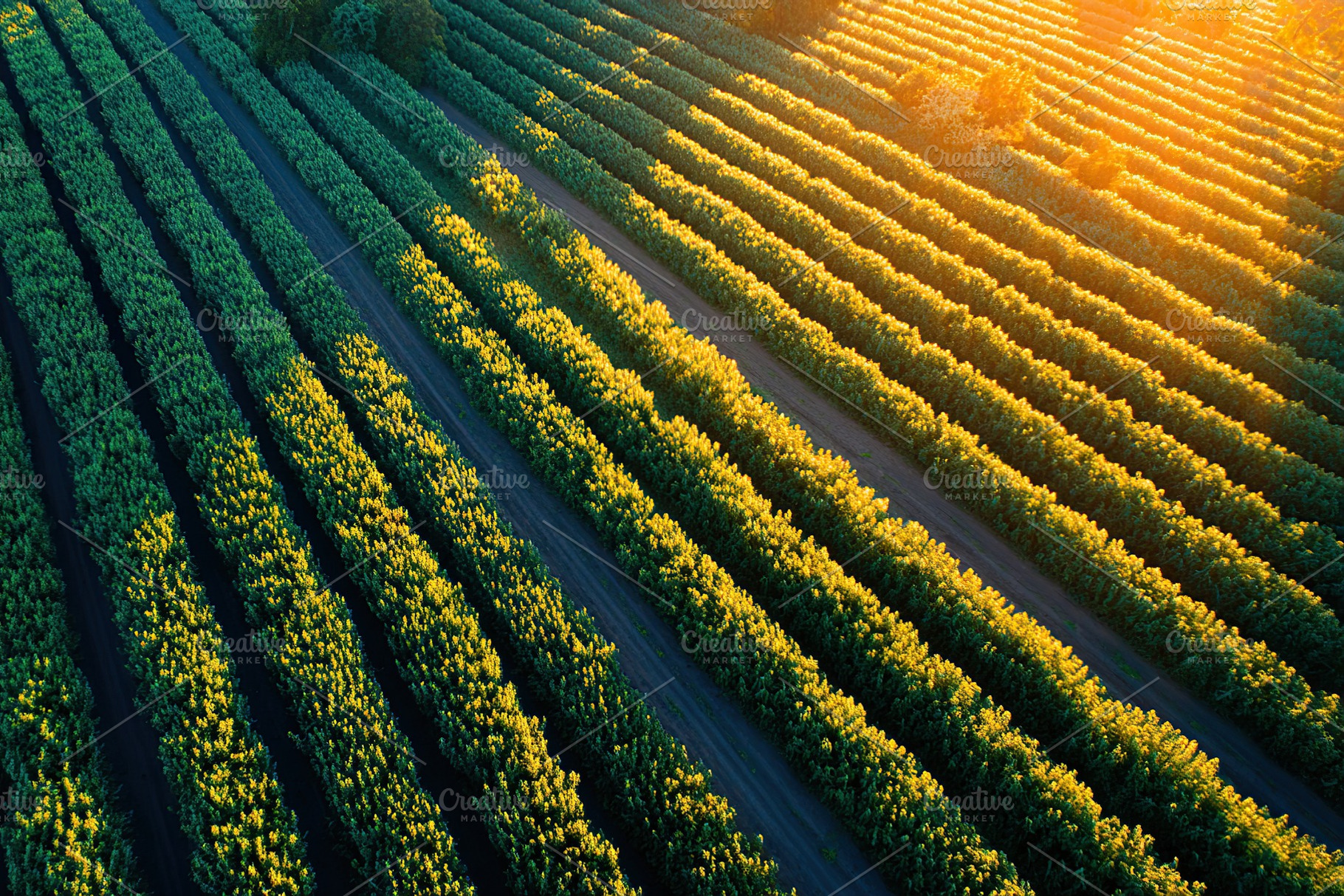 Geometric farming patterns showcase the beauty of agricultural landscapes at su, a Photo by AlyaAnd