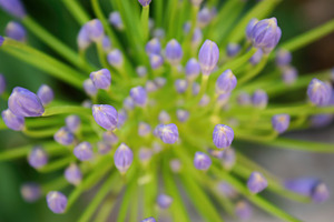Delicate purple agapanthus buds waiting to bloom in a sunny garden, an Abstract Photo by Antonio Gravante Market