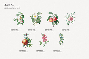 Elegant Botanical Pattern & Plants