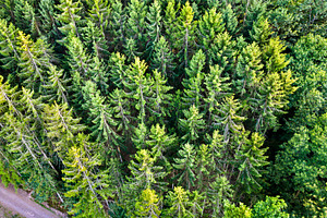 Aerial view of trees in the vosges stock photo containing forest and france, a Nature Photo by Leonid Andronov