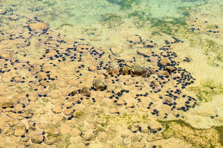Оcean floor with sea urchins.