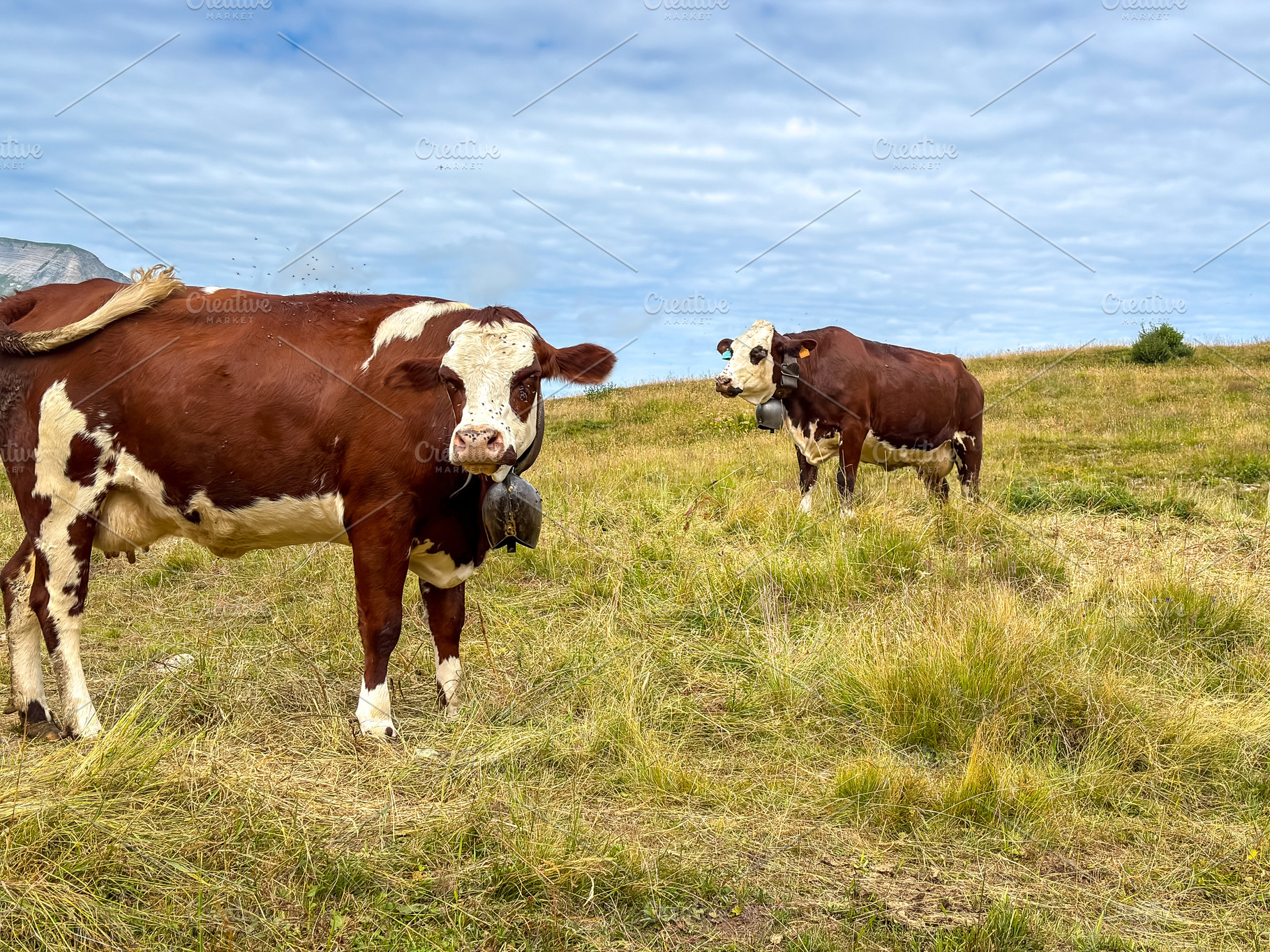 Dairy cows grazing in alpine meadow at Les Contamines-Montjoie,, an Animal Photo by GoodGoods