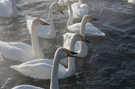 Swan Lake preview 2
