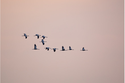 Flock of common cranes flying over a, an Animal Photo by WildMedia