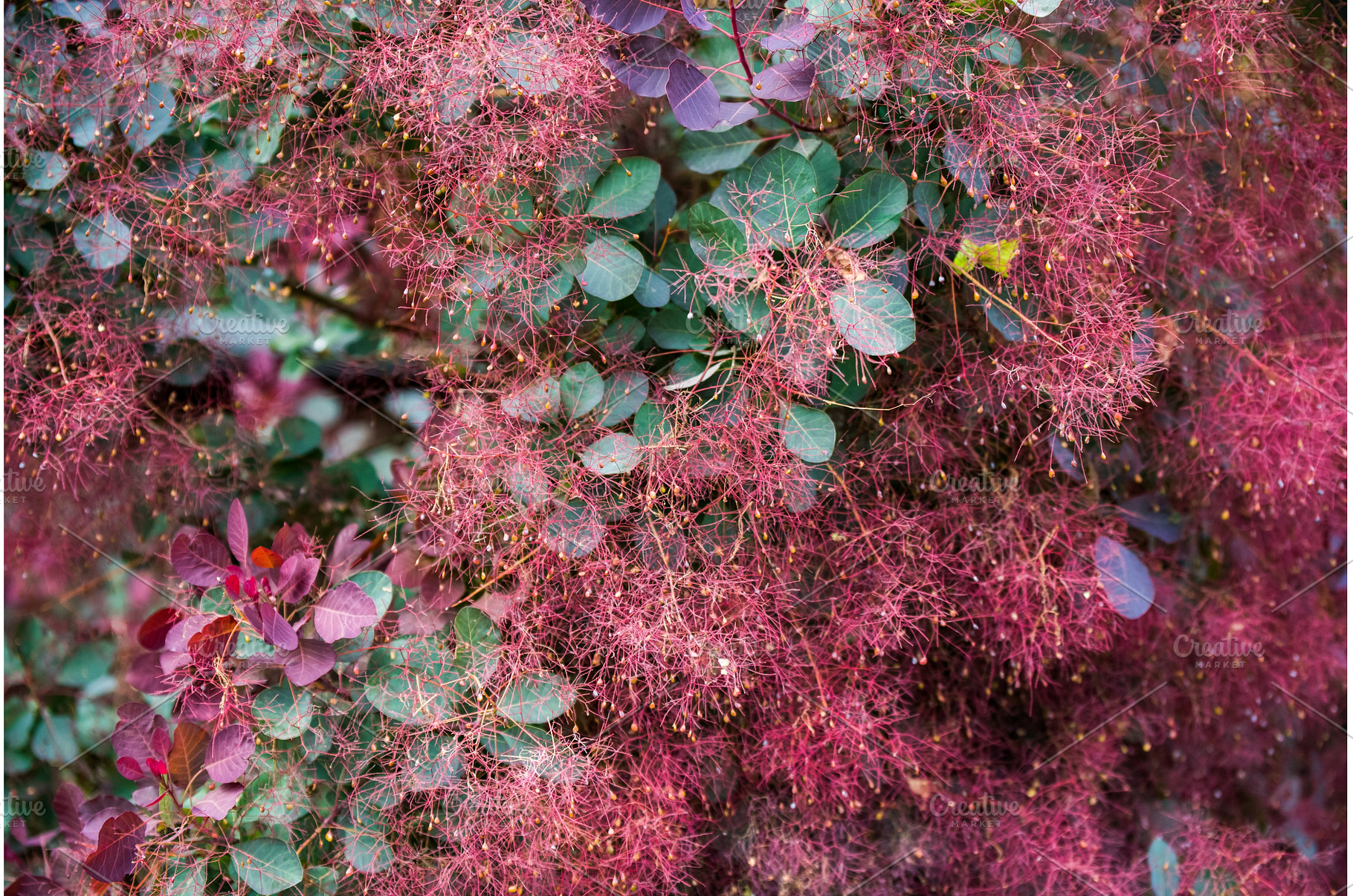 Cotinus smoke bush leaves with, a Nature Photo by COLORFUL