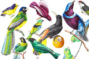 Exotic Birds Set 2, a Graphic by Digital Vintage (Thumbnail 1 of 2)