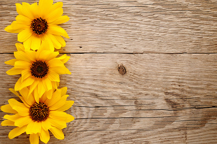 Daisy flower containing daisy, flower, and chamomile preview 6