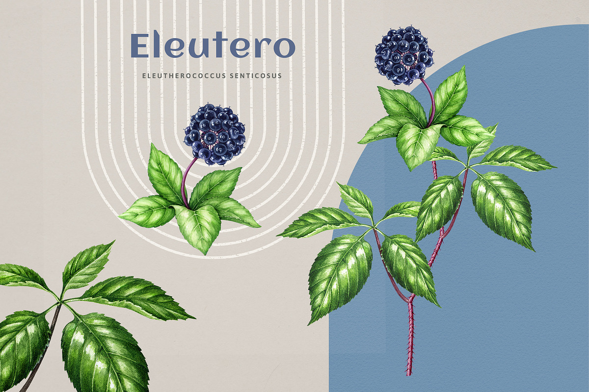 Adaptogenic Medicinal Plant Clipart, a Healthcare Illustration by AnitaPol (Photo 4 of 24)