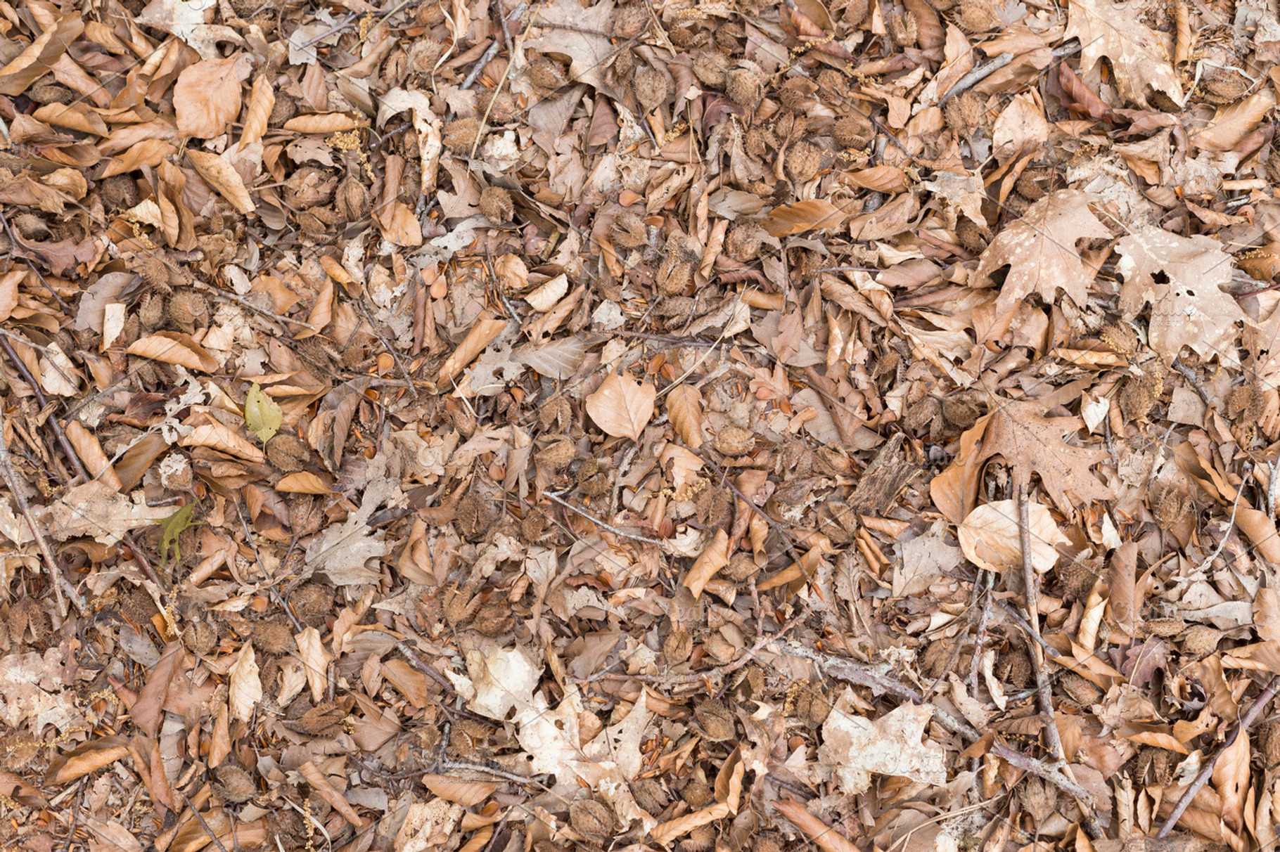 Fall Forest Floor