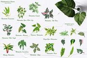 Philodendron Plans Watercolor Set, a Decorative Illustration by BarvArt (Thumbnail 3 of 7)