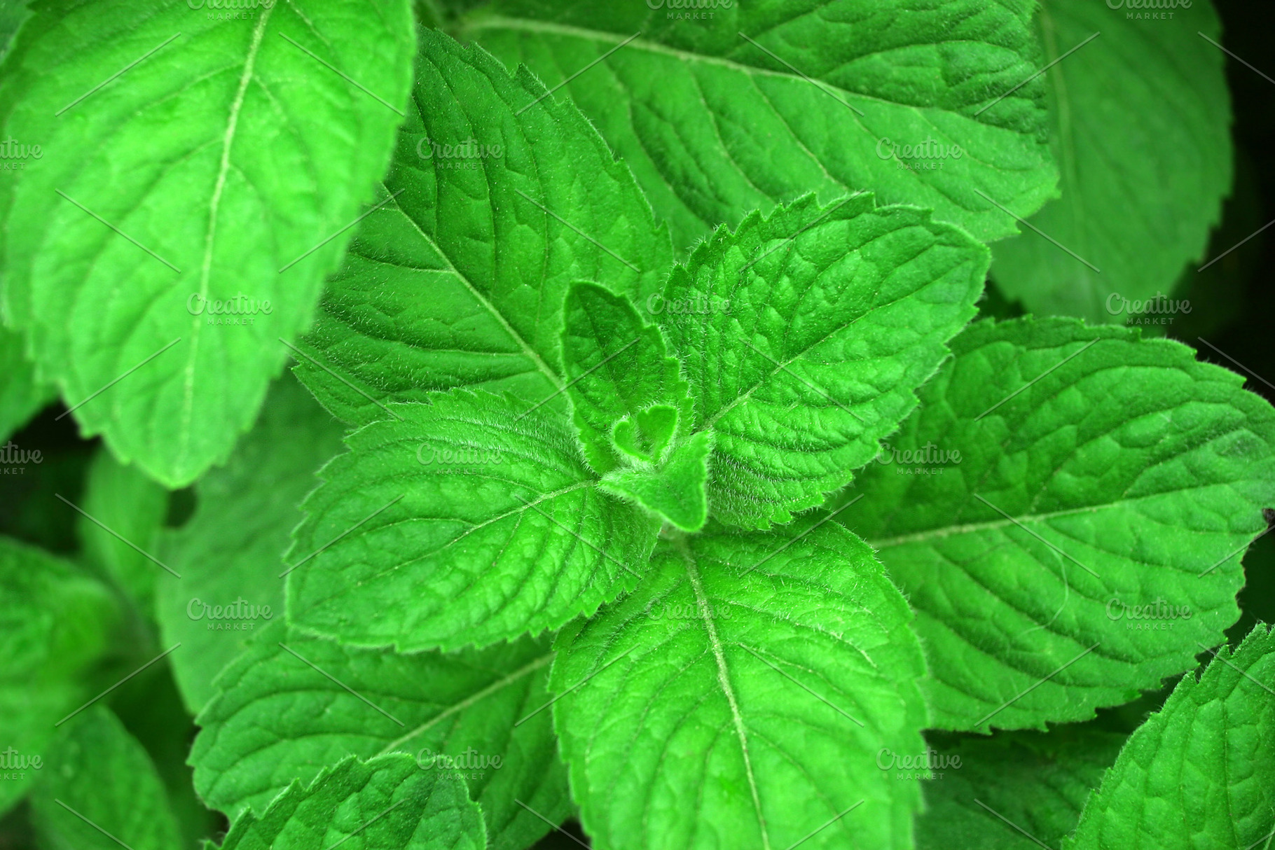 Fresh mint, a Photo by saiko3p