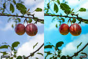 Golden Apple Orchard Presets, a Preset Add-On by AAA Presets (Thumbnail 9 of 14)