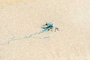 Jellyfish washed up on the sandy shores of Isabela Island, Galap, an Animal Photo by GoodGoods