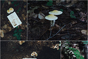Mushroom Collection Vol. 1 - Mockups, a Print Template by Wild Joy Studios (Thumbnail 3 of 5)