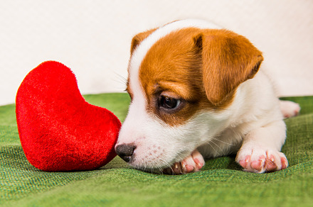Funny basenji puppy dog with red stock photo containing little and happy, an Animal Photo by COLORFUL