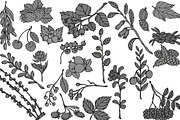 Vector berries, an Illustration by risovanya (Thumbnail 8 of 9)
