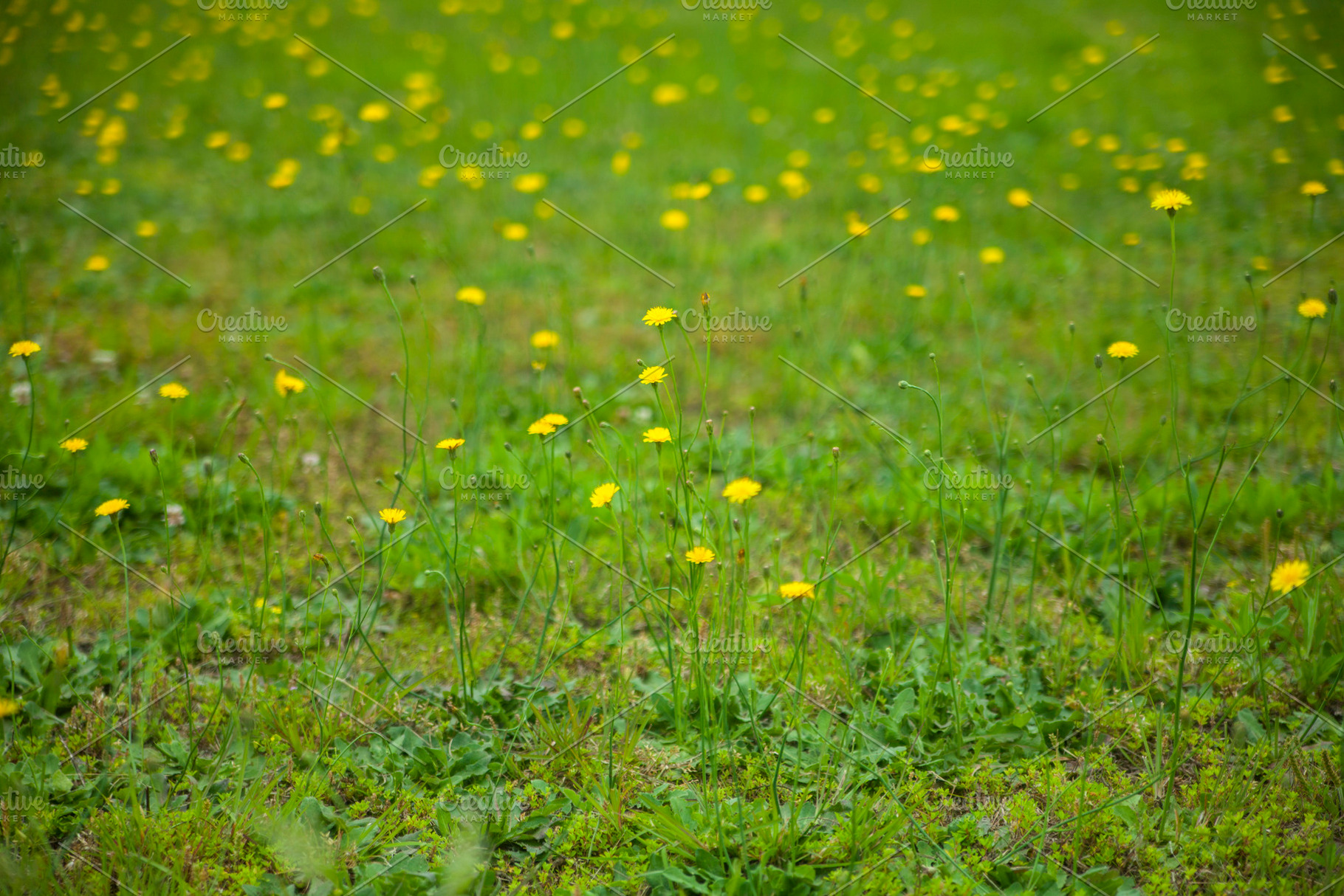 Yellow Wildflower Field, a Nature Photo by Nefrith