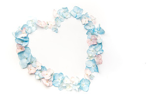 Hydrangea petals forming heart shape on white background, a Nature Photo by Olena Rudo