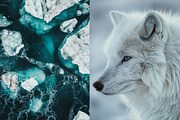 160 Arctic and Antarctic images, a Nature Photo by Handmadefont (Thumbnail 3 of 13)