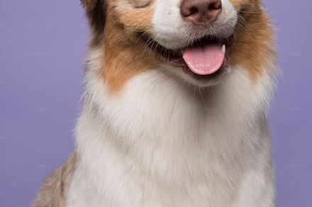 Australian shepherd on lavender