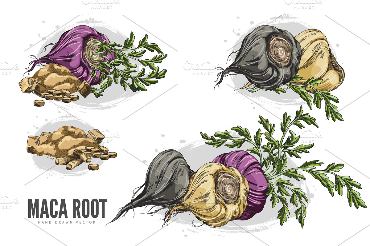 Maca root with leaves, supplement, a Food Illustration by Sabelskaya