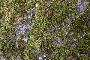 Texture of a tree trunk with mossy bark, a Background Photo by Davizro's Market