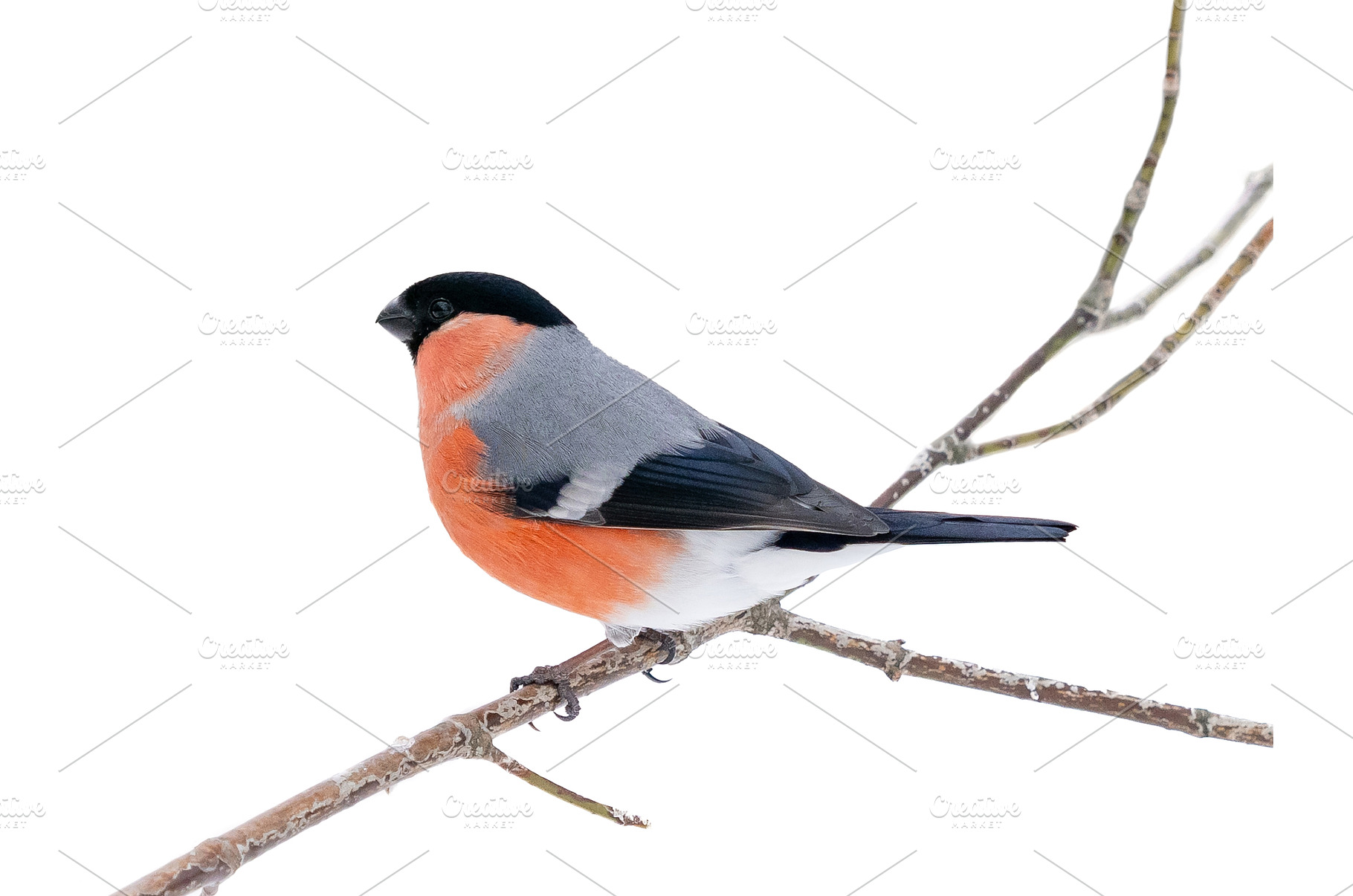 Male bullfinch sitting on branch, an Animal Photo by Fascinadora