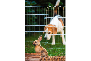 Beagle dog watching Bunnies through, an Animal Photo by MadPhotos