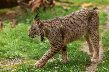 Iberian lynx prowling through its na, an Animal Photo by Perpis