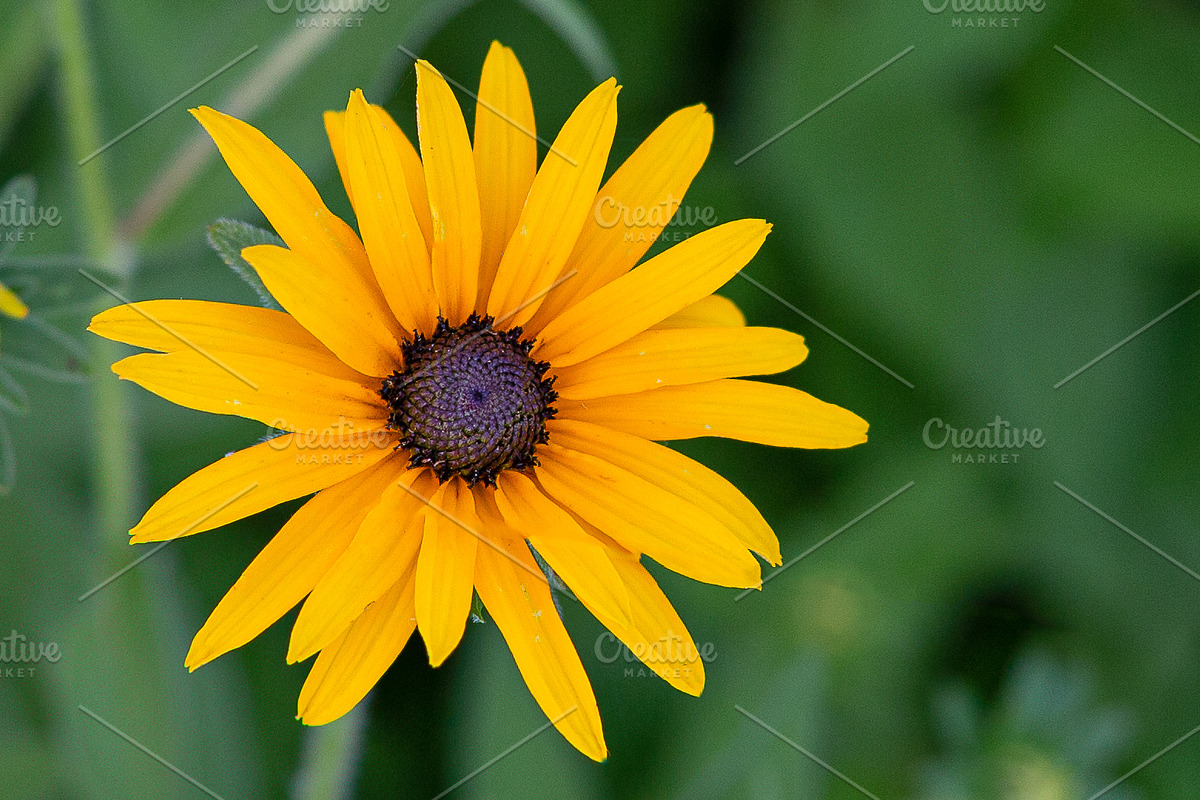 Vibrant Yellow Black Eyed Susan, a Nature Photo by Straightshooter (Photo 1 of 2)